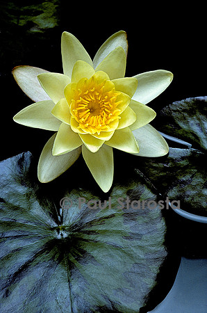 Nymphaea ‘Marliacea Chromatella’