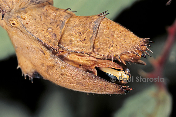Extatosoma tiaratum (phasme) - œuf sur le point d'être expulsé