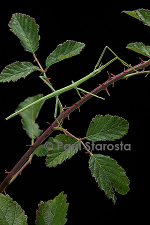 Clonopsis gallica (phasme gaulois)