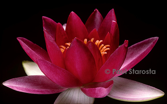 Nymphaea ‘Laydekeri Fulgens’