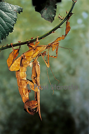 Extatosoma tiaratum (phasme) - accouplement