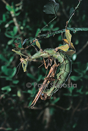 Extatosoma tiaratum (phasme) - accouplement