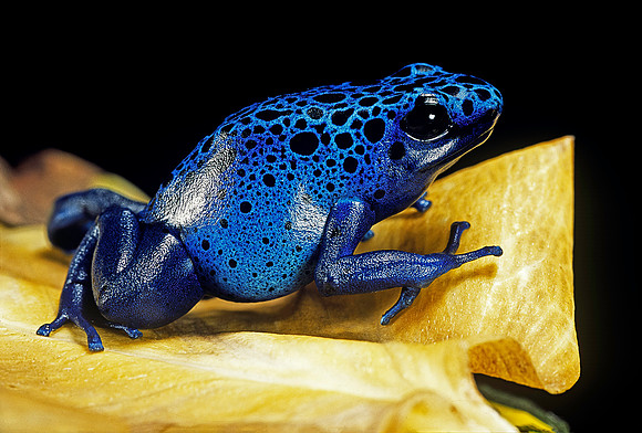 Dendrobates azureus
