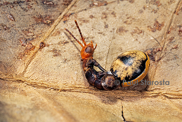 Extatosoma tiaratum (phasme) - éclosion