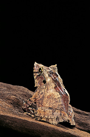 Ceratobatrachus guentheri