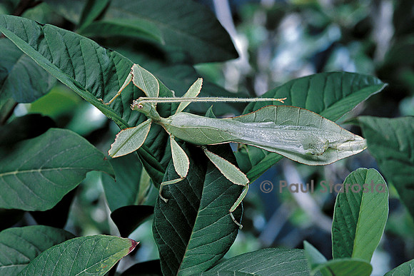 Phyllium giganteum (phyllie, phasme feuille) - mâle