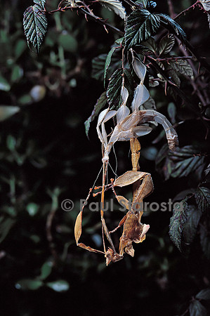 Extatosoma tiaratum (phasme) - mue imaginale