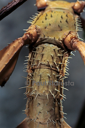 Extatosoma tiaratum (phasme) - détail