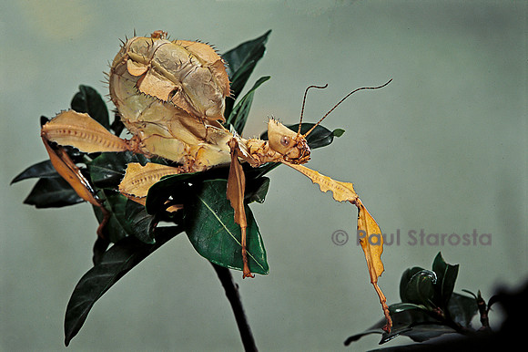 Extatosoma tiaratum (phasme)