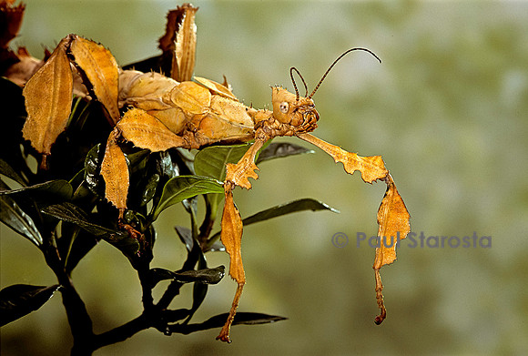 Extatosoma tiaratum (phasme)