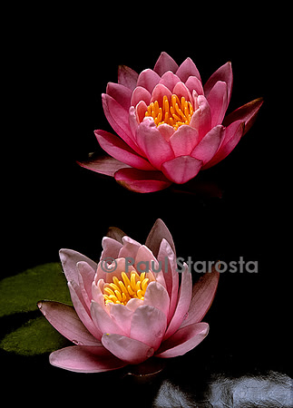 Nymphaea ‘Pink Beauty’