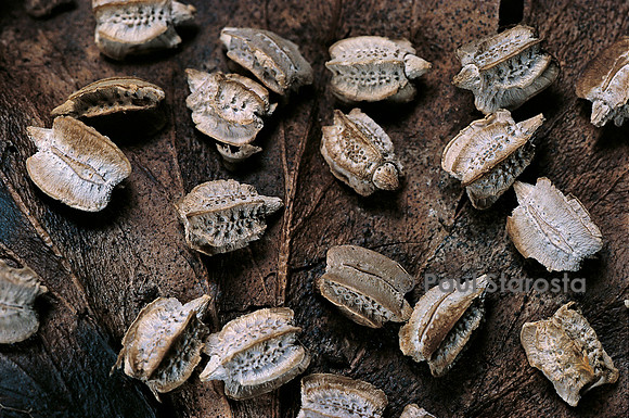 Phyllium giganteum (phyllie, phasme feuille) - œufs