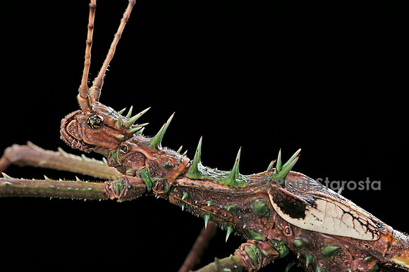 Haaniella grayii (phasme) - portrait