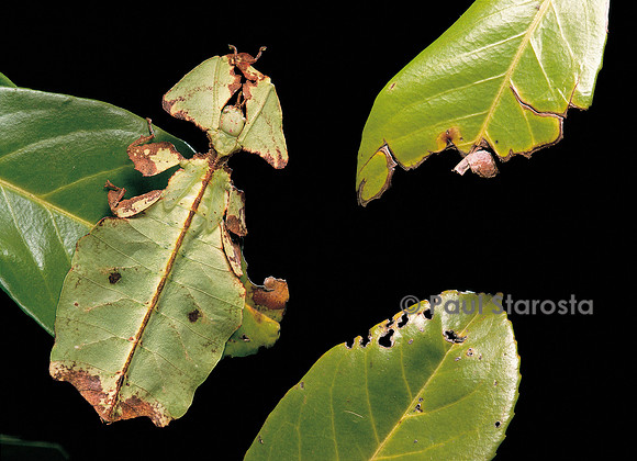 Phyllium giganteum (phyllie, phasme feuille)
