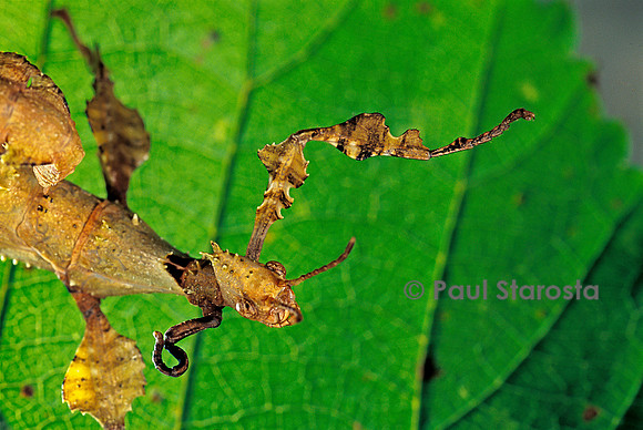 Extatosoma tiaratum (phasme) - patte de repousse