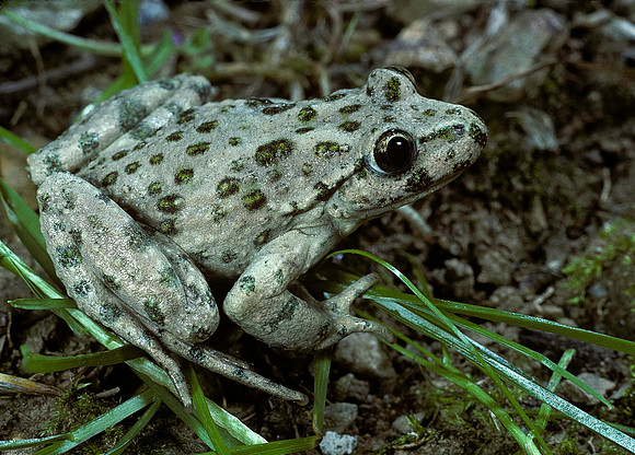 Pelodytes punctatus (pelodyte ponctué)