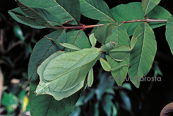 Phyllium giganteum (phyllie, phasme feuille)
