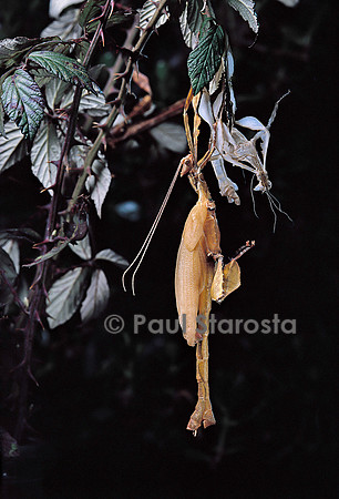 Extatosoma tiaratum (phasme) - mue imaginale