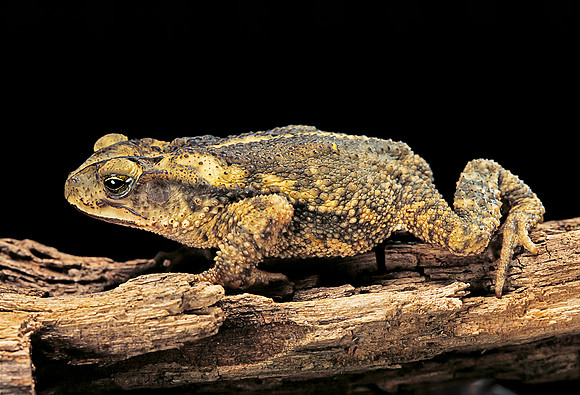 Incilius valliceps