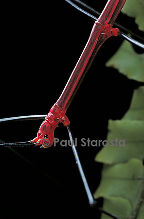 Oreophoetes peruana (phasme du Pérou) - portrait