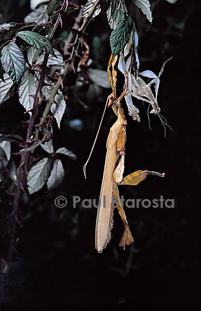 Extatosoma tiaratum (phasme) - mue imaginale