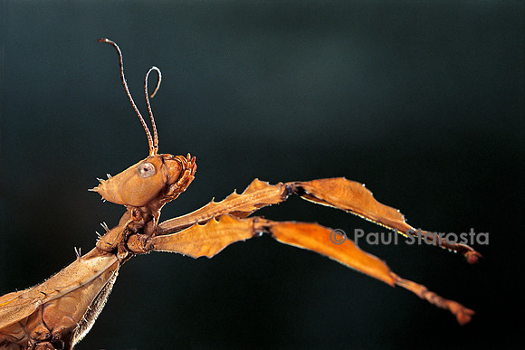 Extatosoma tiaratum (phasme) - portrait
