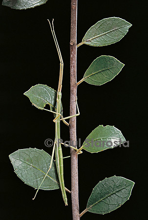 Leptynia hispanica (phasme espagnol)