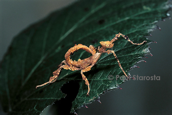 Extatosoma tiaratum (phasme) - larve
