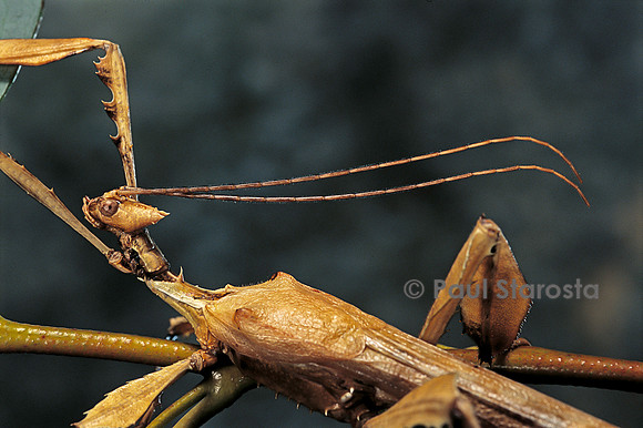 Extatosoma tiaratum (phasme) -  portrait mâle