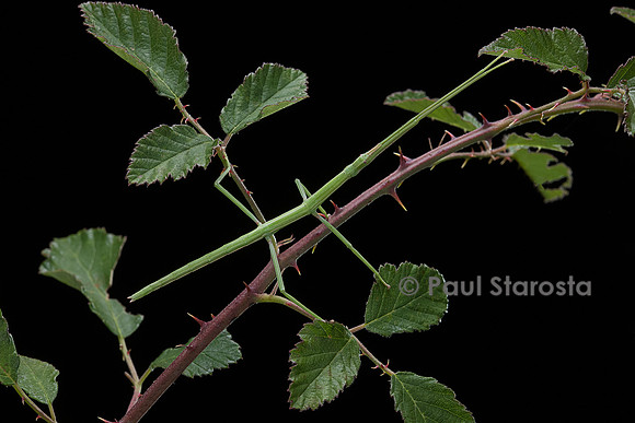 Clonopsis gallica (phasme gaulois)