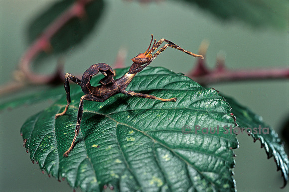 Extatosoma tiaratum (phasme) - très jeune larve