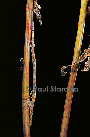 Carausius spinosus (phasme)