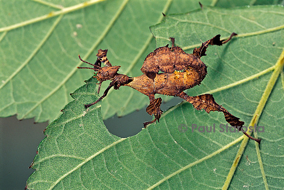 Extatosoma tiaratum (phasme) - larve