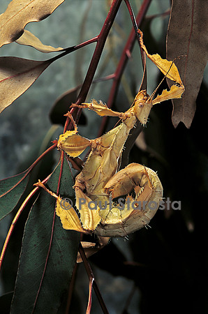 Extatosoma tiaratum (phasme)