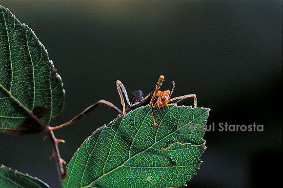 Extatosoma tiaratum (phasme) - très jeune larve