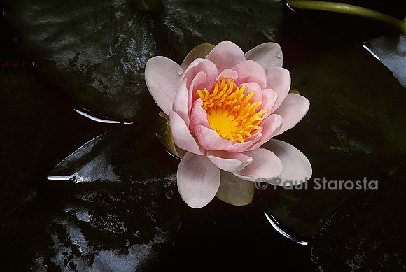 Nymphaea ‘Fabiola’