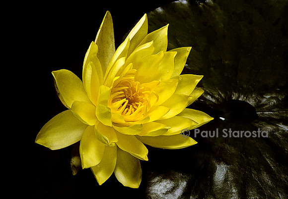 Nymphaea ‘Joey Tomocik’