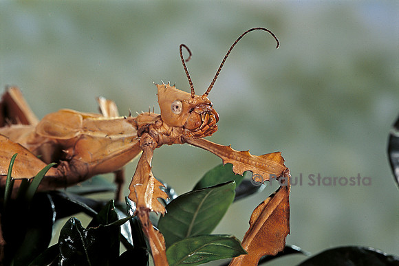 Extatosoma tiaratum (phasme) - portrait