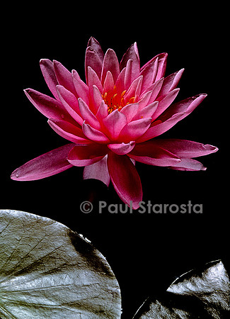 Nymphaea ‘Pink Sunrise’