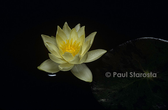 Nymphaea 'Pygmaea Helvola'