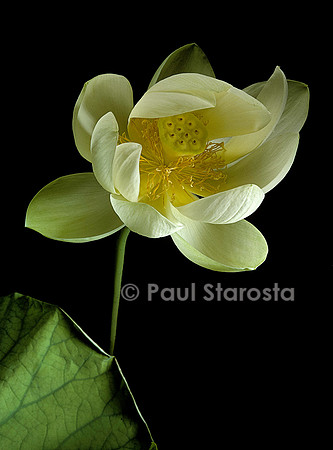 Nelumbo nucifera ‘The Queen’