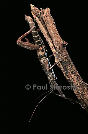 Eurycantha calcarata (phasme cuir)