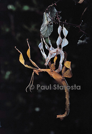 Extatosoma tiaratum (phasme) - mue imaginale