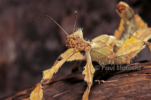 Extatosoma tiaratum (phasme) - portrait