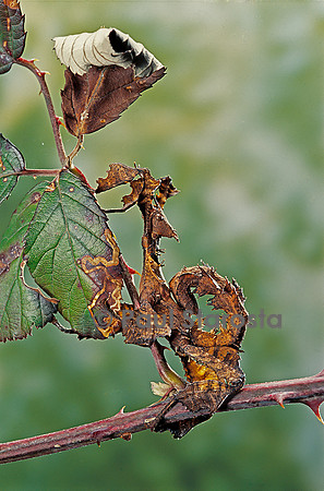 Extatosoma tiaratum (phasme) - larve