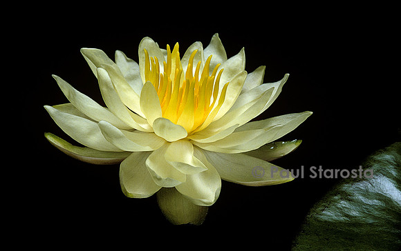 Nymphaea ‘Charlene Strawn’