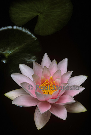 Nymphaea ‘Martha’