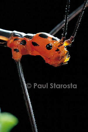 Oreophoetes peruana (phasme du Pérou) - portrait