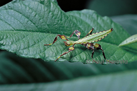 Phyllium giganteum (phyllie, phasme feuille) - larve