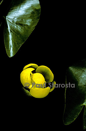 Nuphar lutea (nénuphar jaune)